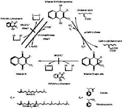 The vitamin K cycle