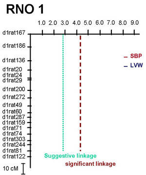 Lod-plot for systolic blood pressure (SBP) and left ventricular weight (LVW) on rat chromosome 1 (RNO1)