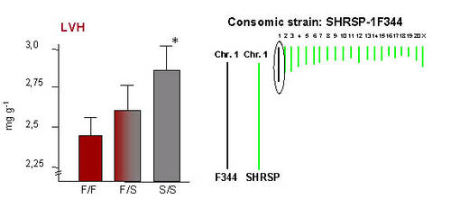 Linkes Bild: Genotyp-Phänotyp Beziehung beim QTL für LVH (aus dem Verhältnis relatives LV Gewicht in mg/g) auf RNO1. S: SHRSP Allele; F: F344 Allele. * pp=1.7 • 10-9 vs. F/F. Rechtes Bild: Die Erzeugung des konsomischen Stamms SHRSP-1F344, in dem RNO1 aus F344 in den SHRSP Background eingezüchtet wurde.