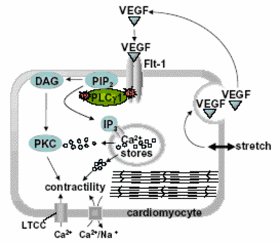 Fig.3 VEGF - A novel regulator of cardiomcyte contractility
