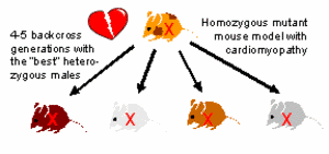 Fig. 1:. Generation of congenic mutant strains by breeding.