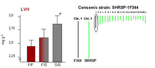 Left panel: Genotype-phenotype relation at the QTL for LVH (given as relative LV weight in mg/g) on RNO1. S, SHRSP allele; F, F344 allele. *  p=1,7 * 10-9  vs. F/F. Right panle:The generation of the consomic strain SHSRP-1F344 in which RNO1 from F344 is introgressed into the SHRSP backbround is indicated.