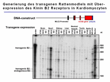 Abb.3. Charakterisierung der TGR(MLC2B2) Ratten