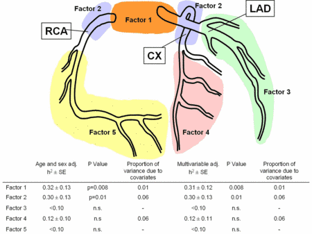 Fig 2: Schematic overview of the factors resulting from principal component factor analysis with their heritability values.