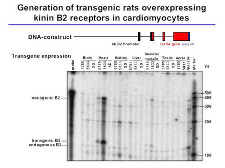 Characterization of TGR(MLCB2) rats