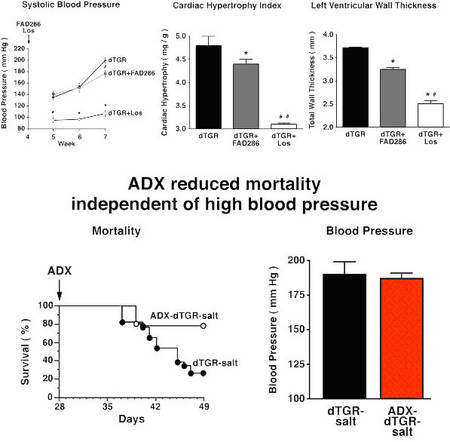 Role of aldosterone on end-organ damage