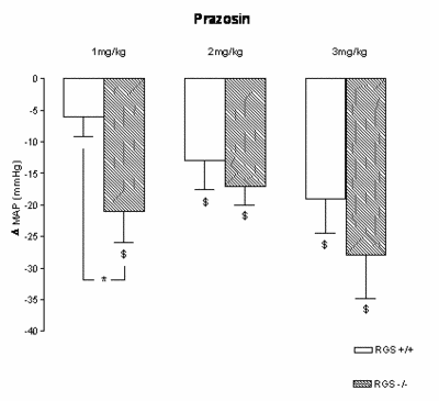 Abb.1: Veränderungen im mittleren arteriellen Blutdruck (&#61508; MAP) nach 1,2 und 3 mg/kg Prazosin in RGS2-/- und RGS2+/+ Mäusen. Der stärkere Blutdruckabfall während &#61537;1-adrenerger Rezeptorblockade mit Prazosin (1mg/kg) weist auf eine höhere sympathische Aktivität bei diesen Mäusen hin. Bei den höheren dosen war der Unterschied weniger ausgeprägt. $: p