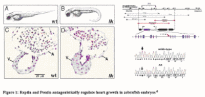 Fig1: Reptin and Pontin antagonistically regulate heart growth in zebrafisch embryos.