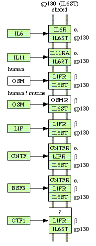 Fig.1 Pathways involving Interleukin 6 and related proteins