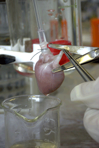 Fig 1: Isolated heart in Langendorff perfusion modus.